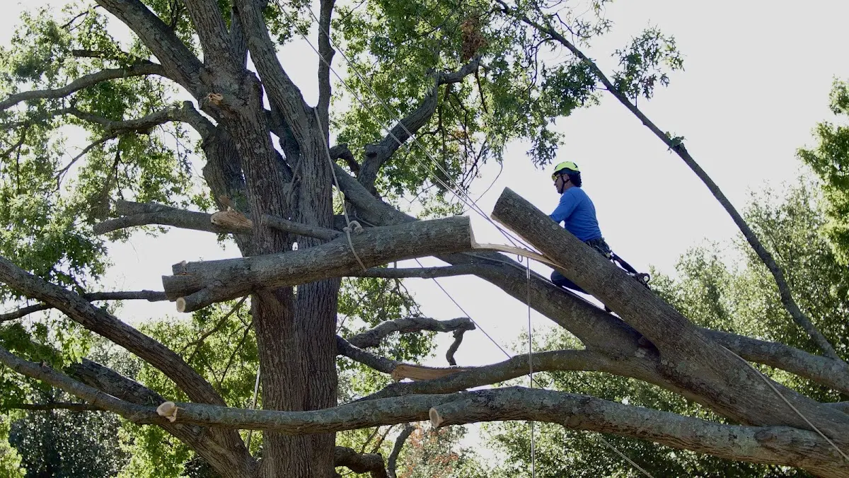 Professional Crown Thinning performed by certified arborists in Templeton